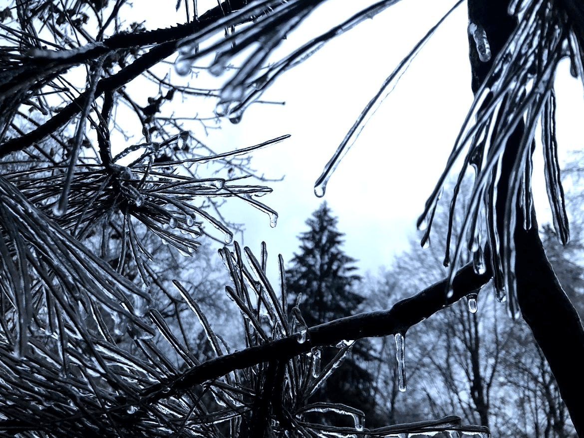 A textured green moss background